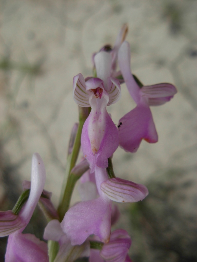 Orchis longicornu?